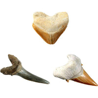 Thumbnail for National Geographic Shark Tooth Dig Kit National Geographic